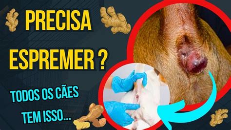 cachorro lambendo cu|Inflamação da glândula anal em cães: causas, sintomas e。